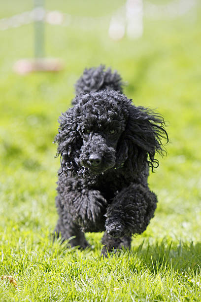 istock Poodle in a dog race 517777805