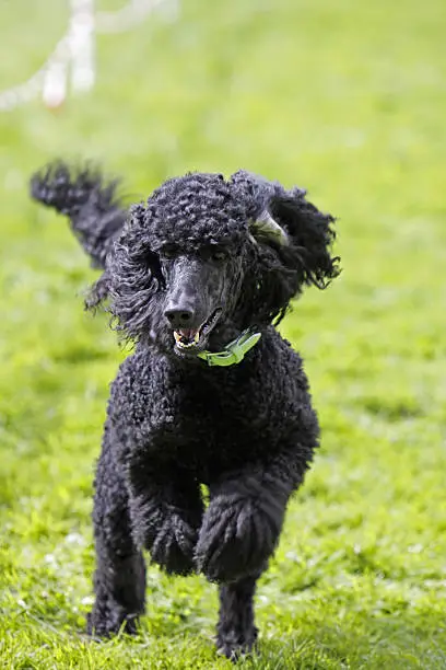 Poodle in a dog race