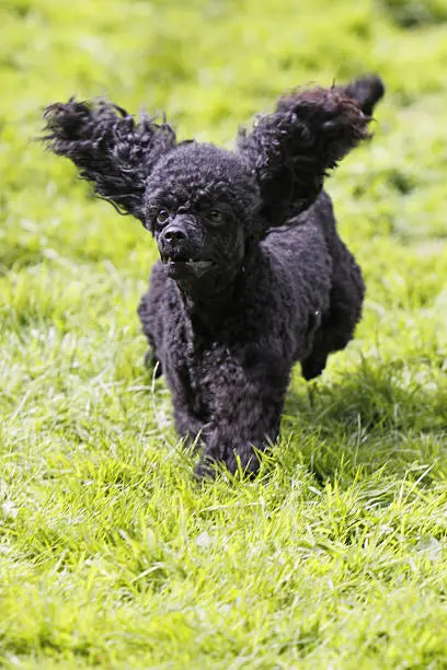 Poodle in a dog race