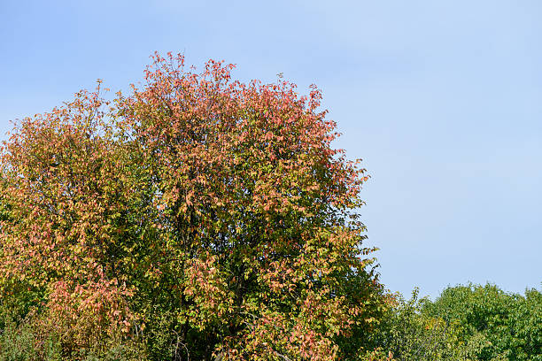 istock Floral background with a autumn sky 517778001