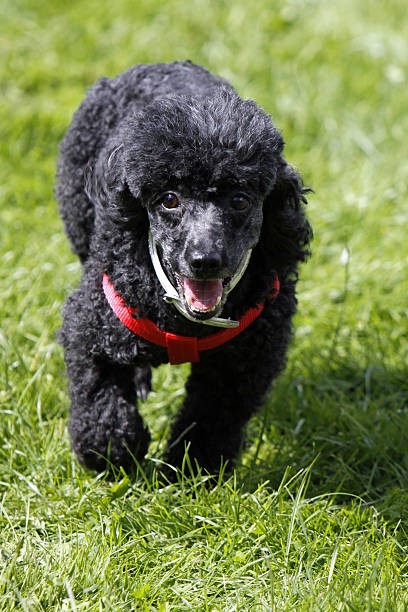 istock Poodle in a dog race 517778313