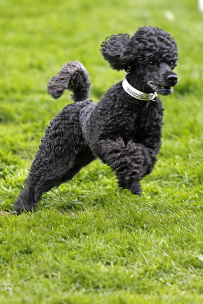 istock Poodle in a dog race 517778407