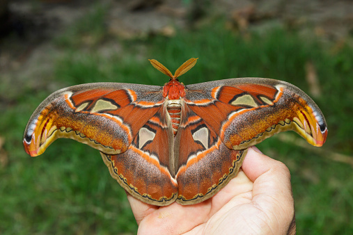 Female attacus atlas moth open wings on hand
