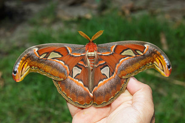Female attacus atlas moth on hand Female attacus atlas moth open wings on hand hairy insect stock pictures, royalty-free photos & images