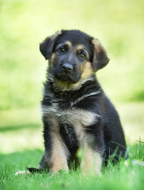 istock German shepherd puppy with tilted head 517779465