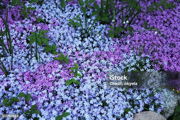 Flowers Of Creeping Phlox Carpeted Styloid Ground Cover Blooming Цветы Stock Photo - Download Image Now