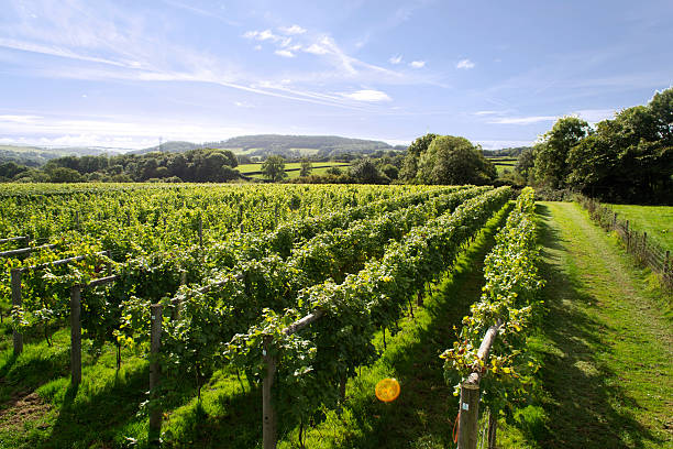 english vinyard im harvest - england field autumn season stock-fotos und bilder