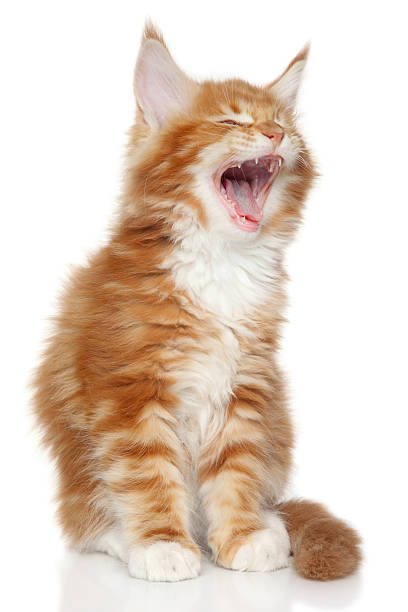 istock Maine Coon kitten yawn 517781957