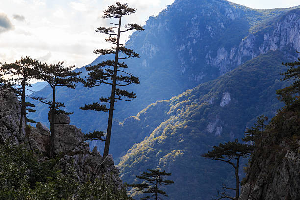 istock Mountain scenery with black pine tree silhouettes and stormy sky 517782223