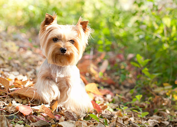 Yorkie sitting in autumn leaves