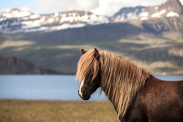 istock Icelandic horse 517782619