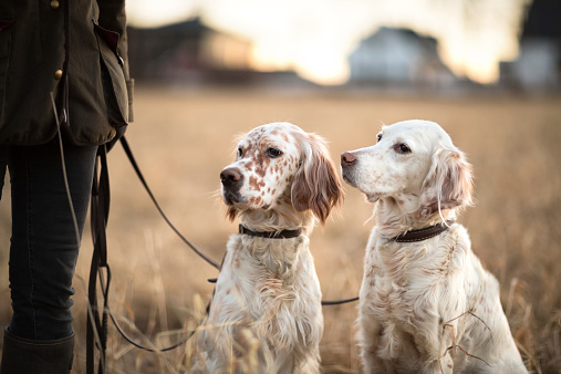 Two Setters sitting next to the owner in a field, Oslo Norway