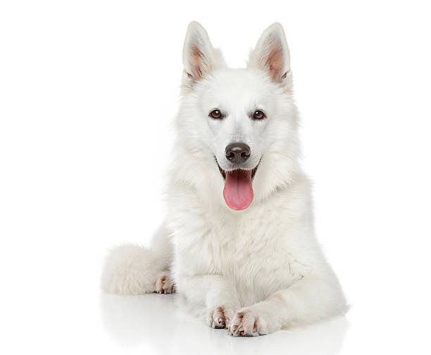 istock Swiss Shepherd dog on white background 517783513
