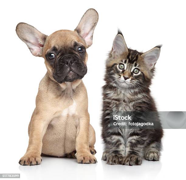 Welpen Und Kätzchen Auf Weißem Hintergrund Stockfoto und mehr Bilder von Hund - Hund, Hauskatze, Französische Bulldogge