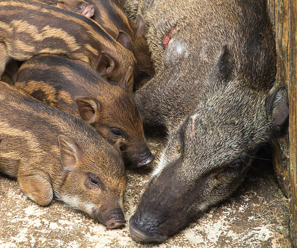 istock the mother boar with the small boar 517795399