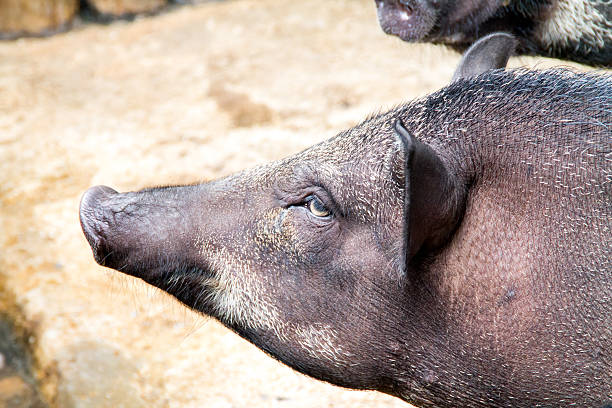 istock the boar say hi 517795407