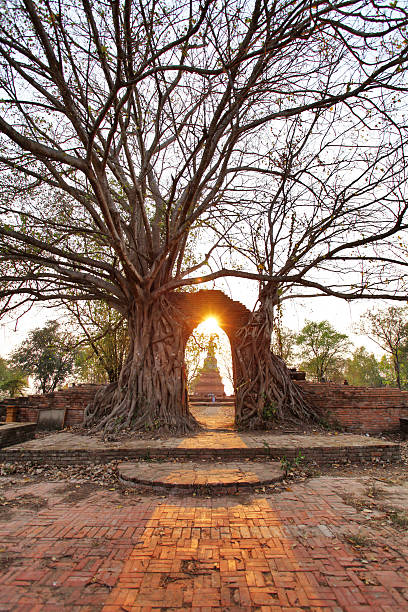 istock Ancient arch in tree root at Wat Phra Ngam, Ayutthaya 517795414