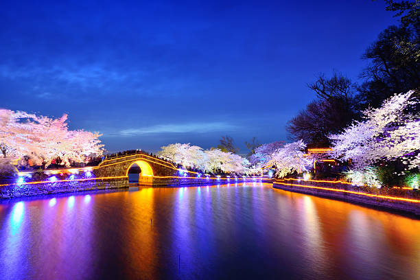 istock Cherry Blossoms Lush Open Season 517795424