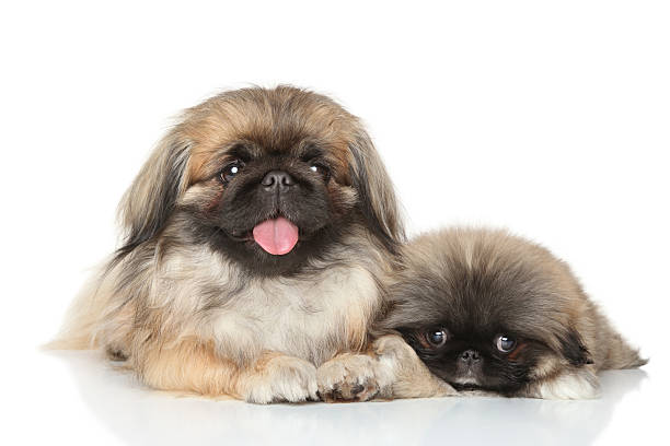Pekinese mother with puppy lying on white background
