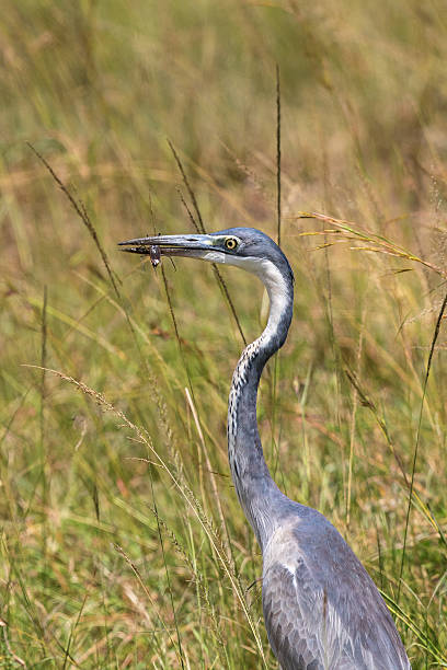istock Black-headed heron has caught an insect in its beak 517795604