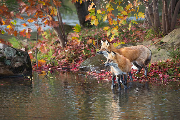 Red fox pair on lakes edge. Red fox pair in an Autumn Minnesota lakeside setting. red fox tail stock pictures, royalty-free photos & images