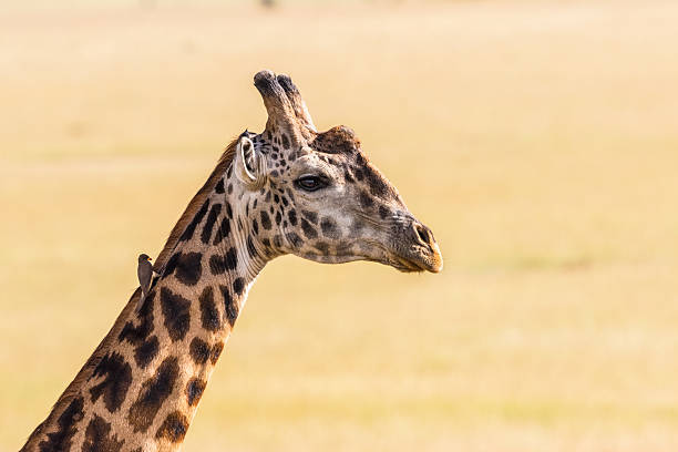 istock Giraffes with a oxpecker sitting on the neck 517795972