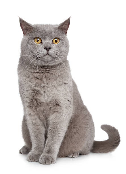istock British Shorthair cat 517796617