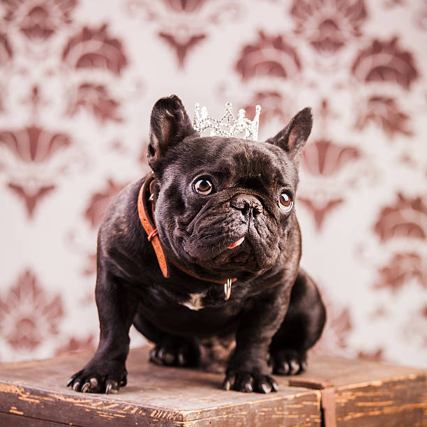 istock french bulldog king 517796778