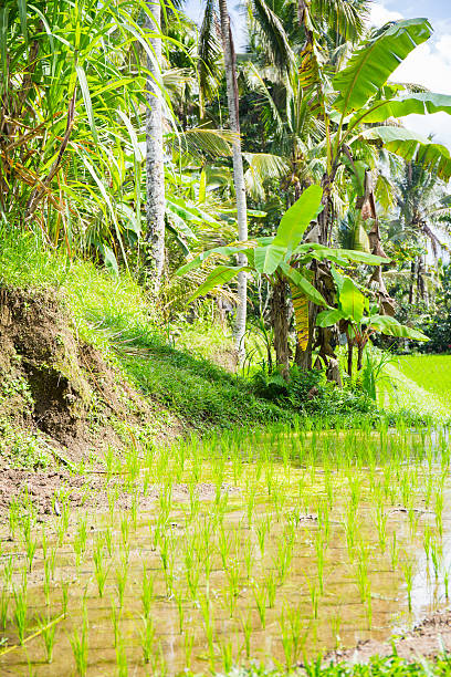 The Indonesian countryside, as is the case in most of the countries of Southeast Asia, is characterized by the presence of numerous rice fields.