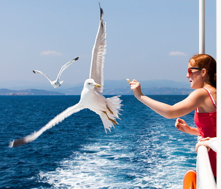 Girl, aged 14, on a boat on the Mediterrean Sea, feeding a seagull.