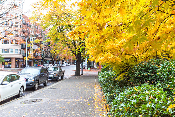 istock empty sidewalk and trees on city street in seattle 517798026