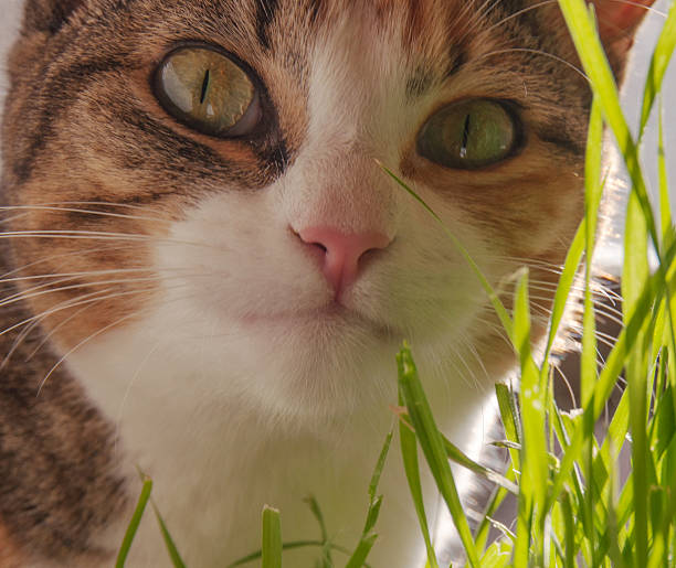 istock Wheat Grass for Healthy Cats 517798415