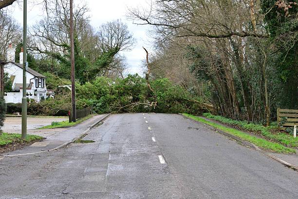 Tree down on the Balcombe road Tree down on the Balcombe road after storm Katie on the morning of 28 March 2016 fallen tree photos stock pictures, royalty-free photos & images