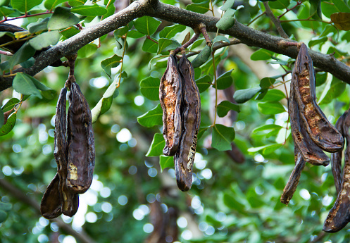 Carob tree, St John's-bread, Ceratonia siliqua