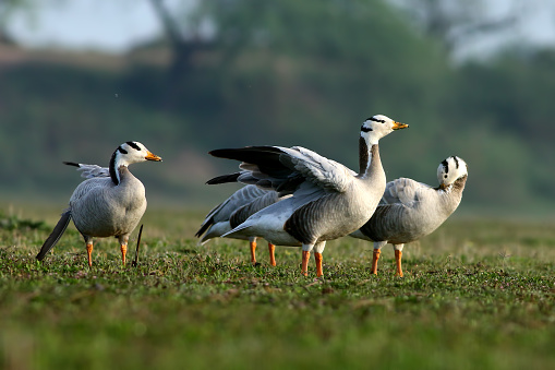 bar headed goose relaxing in the morning.