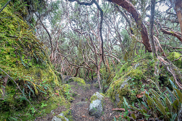 istock Landscape in Cajas National Park, Cuenca, Ecuador,Rainy day 517799062