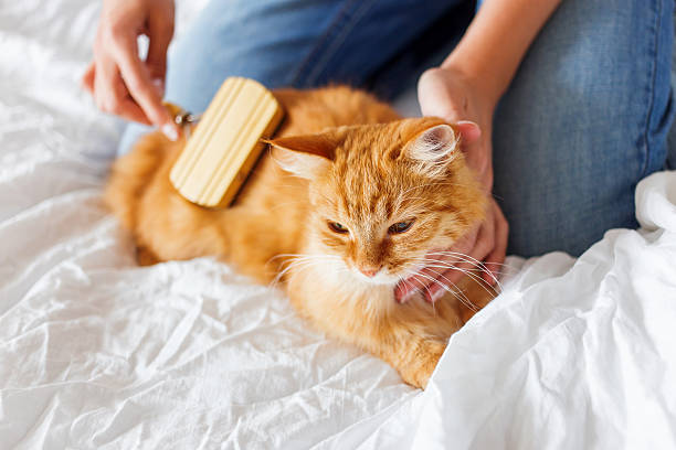 Woman combs a dozing cat's fur. Woman combs a dozing cat's fur. Ginger cat's head lies on woman hand. The fluffy pet comfortably settled to sleep. Cute cozy background, morning bedtime at home. animal brush stock pictures, royalty-free photos & images