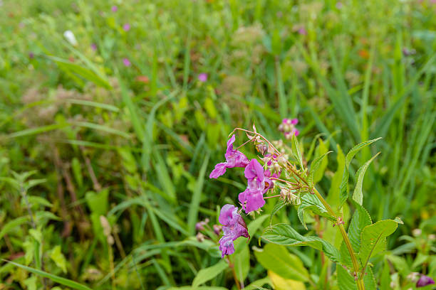 violet fleur de balsamine de l'himalaya à proximité - balsamine de lhimalaya photos et images de collection