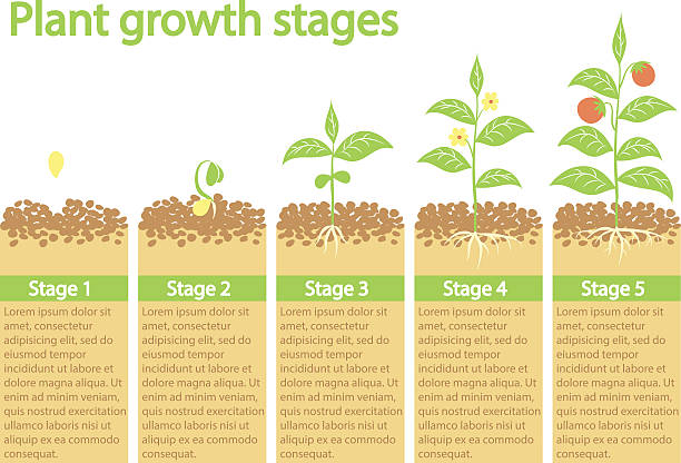 illustrazioni stock, clip art, cartoni animati e icone di tendenza di piante crescita infografica. - root growth dirt seed