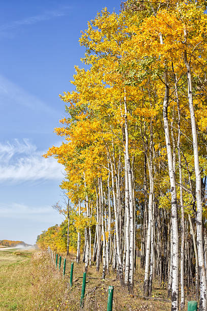 istock Tall poplar trees in autumn 517799855