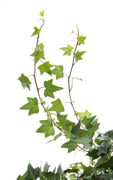 istock ivy leaves isolated on a white background 517799930