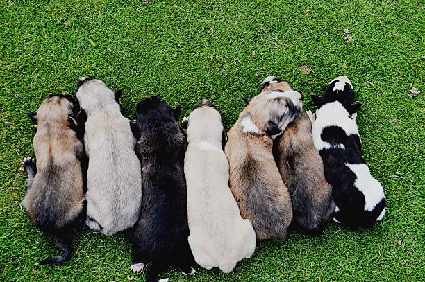 istock Who Let the Puppies Out 517800073