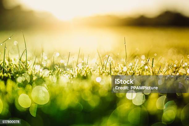 Green Nature Stock Photo - Download Image Now - Dew, Grass, Macrophotography