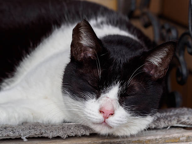 istock cute cat in the Taiwan 517800108