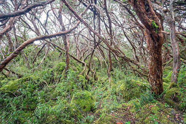 istock Landscape in Cajas National Park, Cuenca, Ecuador,Rainy day 517800156