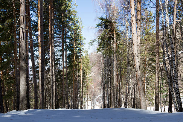 istock ski trail in the winter the trees 517800222