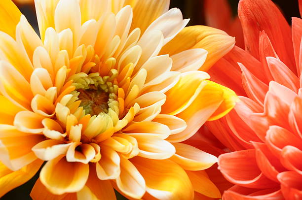 istock Macro of orange aster flower 517800511