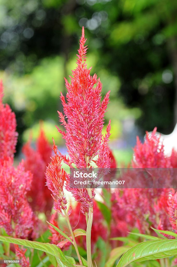Celosia or Wool flowers or Cockscomb flower Asparagus Fern Stock Photo