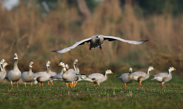 Bar Headed Goose taking off A migratory bar headed goose taking off from the green land . bar headed goose anser indicus stock pictures, royalty-free photos & images