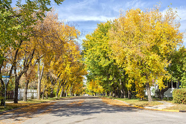 istock Residential street and tall trees 517801007
